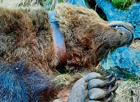 Detalle del cadáver del oso Cachou, localizado en abril de 2020 en una zona boscosa del Valle de Arán