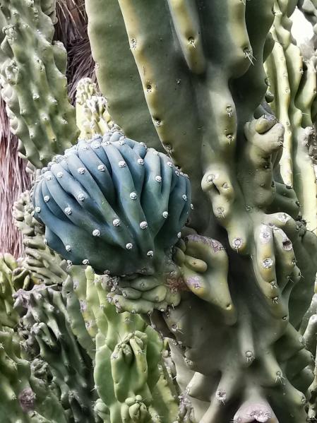 Primavera en el Jardín Botánico de Barcelona.