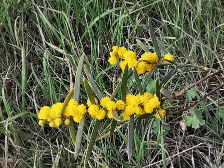 Primavera en el Jardín Botánico de Barcelona.