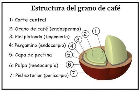 El nuevo estudio se centró en la reutilización de la pulpa