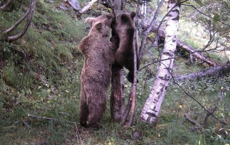 Hembra de oso pardo en el Pirineo, en compañía de sus cachorros .