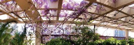 Glicinas en la Vila Olímpica de Barcelona.