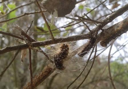 Las orugas del corcho se instalan en las encinas y alcornoques