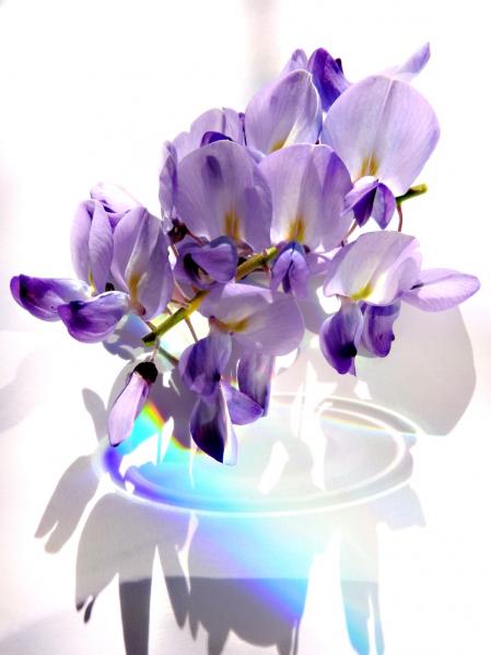 Glicinas del monasterio de Pedralbes