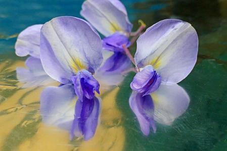 Glicinas del monasterio de Pedralbes