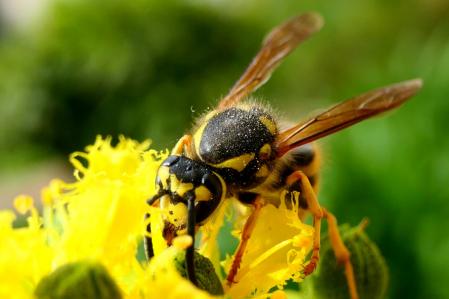 Avispa retratada en el jardín del monasterio de Pedralbes.