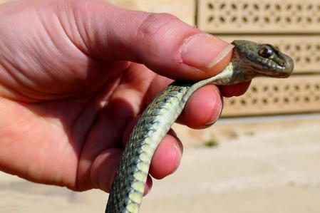 Culebra bastarda en Pedralbes.