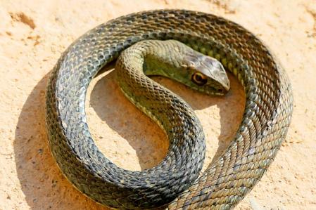 Culebra bastarda en Pedralbes.