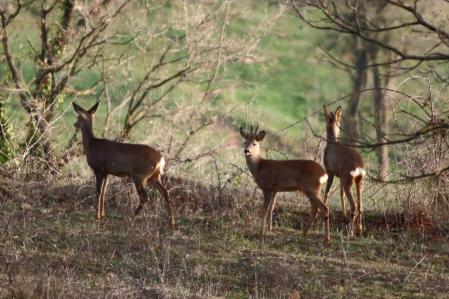 Cabirols en Muntanyola.