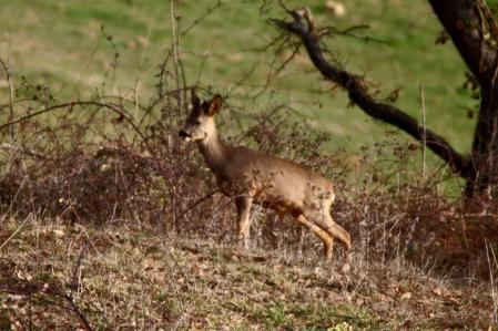 Cabirols en Muntanyola.