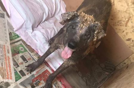 El animal fue mejorando poco a poco.