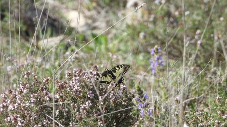 Retrato de una cola de golondrina.