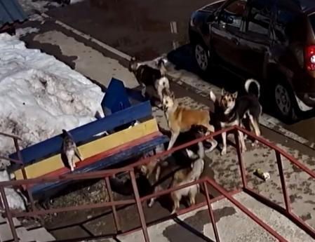 Los perros terminan marchándose, vencidos.