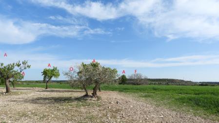 La solución al Reto, con cada árbol identificado.