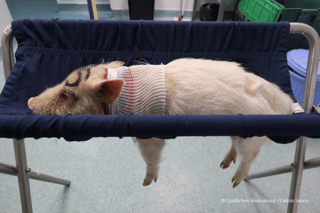 A los animales se les somete a las pruebas sin anestesia.