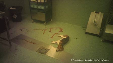 Imagen de un perro sufriendo hemorragias debido a las pruebas de toxicidad a las que lo han sometido en Vivotecnia.