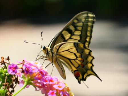 Macaón en el monasterio de Pedralbes.