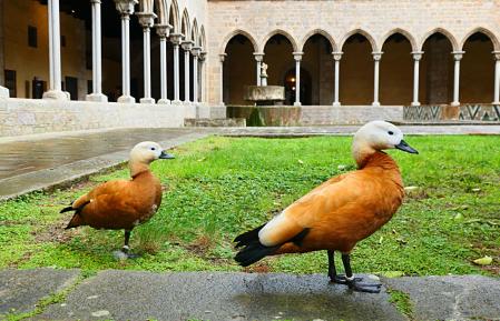 La pareja de tarro canelo en el Claustro del monasterio de Pedralbes.