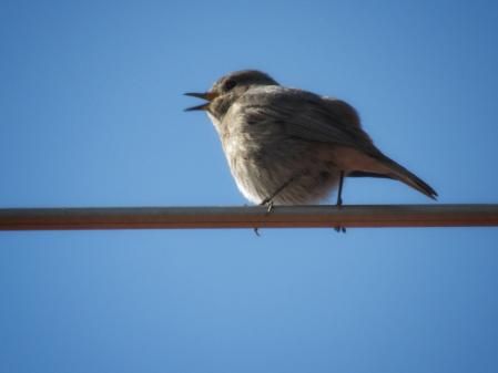 Primavera en La Garrotxa.