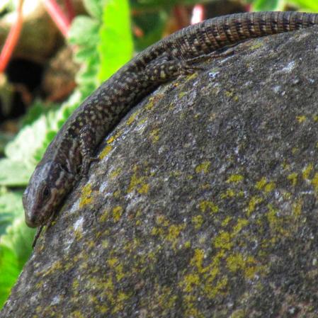 Primavera en La Garrotxa.