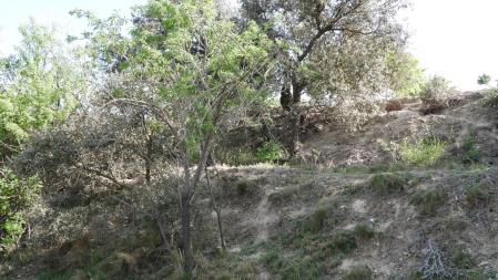 Reto visual: ¿Eres capaz de ver dónde está el conejo?