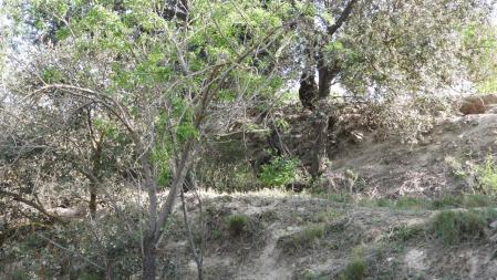 Reto visual: ¿Puedes ver ahora al conejo?