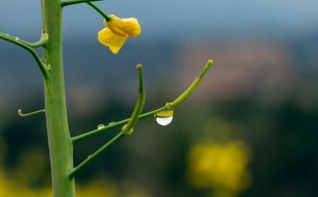 El jardín natural de la primavera en Santa Creu de Jutglar.