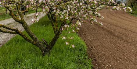El jardín natural de la primavera en Santa Creu de Jutglar.