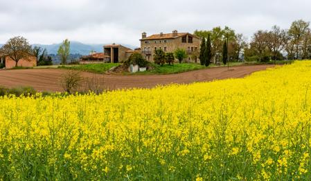 El jardín natural de la primavera en Santa Creu de Jutglar.