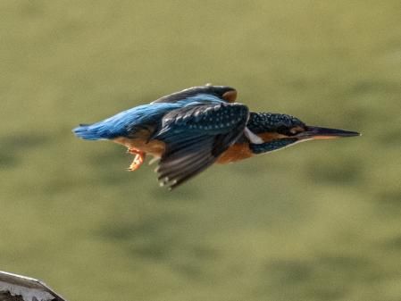 Retrato de un ejemplar de martín pescador en pleno vuelo.
