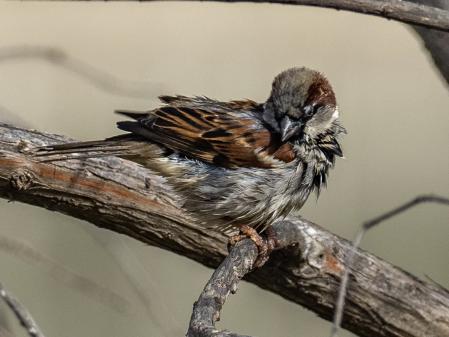 Este gorrión molinero descansa sobre la rama de este árbol.