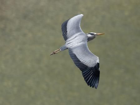 Un ejemplar de garza real en pleno vuelo.