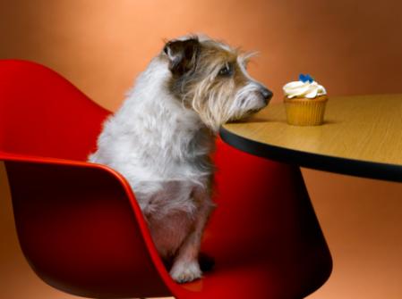 La comida que ofrece Dogfy Diet aleja la tentación de muchos propietarios de perros de malcriarlos con alimentos que son poco saludables