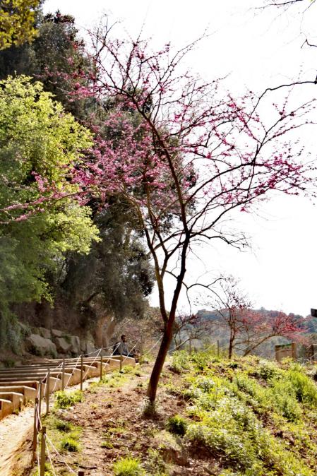 Primavera en el pantano de Vallvidrera.