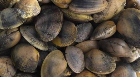 Las almejas no se libran del coronavirus