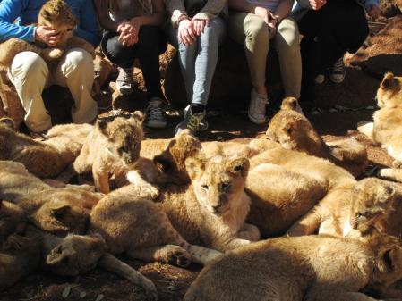 Turistas mirando y acariciando cachorros de león en unas instalaciones de cría en Sudáfrica.