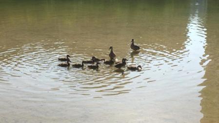 El parque de Diagonal Mar se ha creado para ser un espacio de refugio, alimentación y nidificación de aves y otros animales