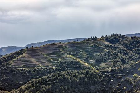 Viña L'Ermita de Álvaro Palacios