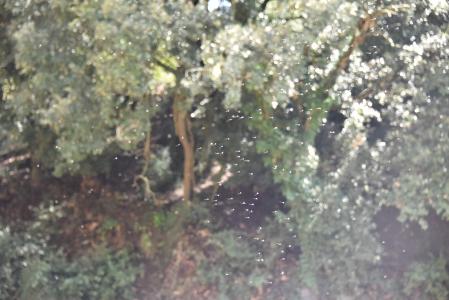 Enjambre de insectos.