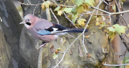 Ejemplar de arrendajo euroasiático.