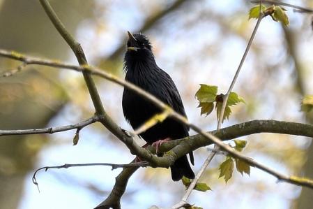 Ejemplar de estornino negro.