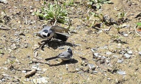 Dos lavanderas blancas en fase de cortejo.