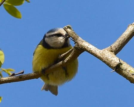 Ejemplar de Carbonero común.