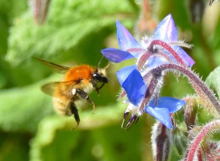 Abejorro acercándose a una flor.