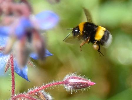 Abejorro en detalle.
