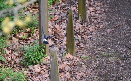 Ejemplar de arrendajo euroasiático.