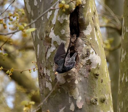 El estornino pinto abandona su nido.