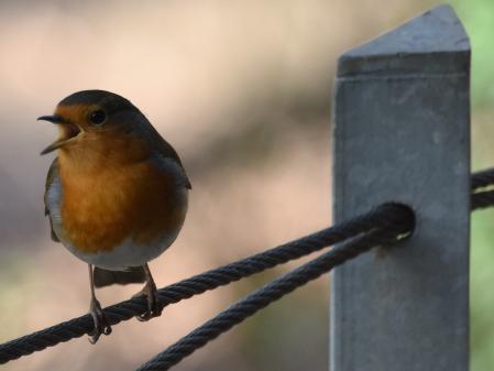 Detalle de petirrojo.
