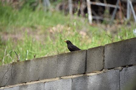 Mirlo común en una finca del Camino del Pantano.