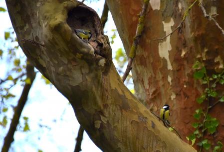 Ejemplares de Carbonero común.